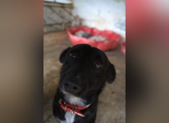  Misty, geb. ca. 11/2023, lebt in GRIECHENLAND, auf einer privaten Pflegestelle