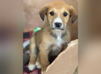 Sanna, geb. ca. 11/2025, lebt in GRIECHENLAND, im städt. Tierheim Serres