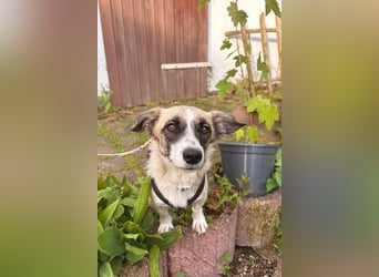 Mirabelle, geb. ca. 06/2025, lebt auf einer Pflegestelle in 95168 Marktleuthen, Vermittlungshilfe