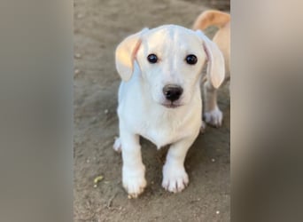 Fusilli, geb. ca. 08/2025, lebt in GRIECHENLAND, auf einer privaten Pflegestelle