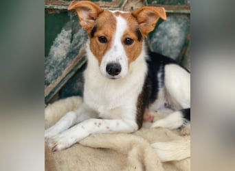 Freydis, geb. ca. 07/2025, lebt in GRIECHENLAND, im städt. Tierheim Serres