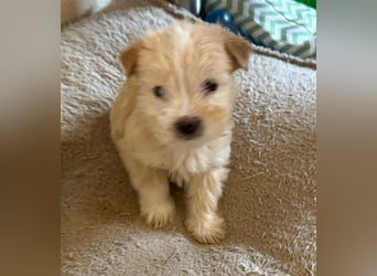 Norberta, geb. ca. 11/2025, lebt in GRIECHENLAND, auf einer privaten Pflegestelle