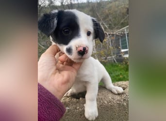 Hanuta, geb. ca. 10/2025, lebt in GRIECHENLAND, auf einer privaten Pflegestelle