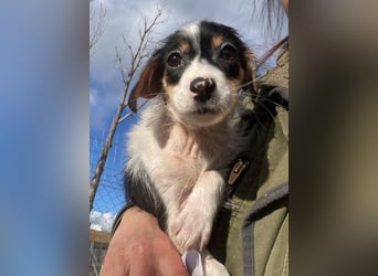 Mäuselchen, geb. ca. 10/2025, lebt in GRIECHENLAND, auf einer privaten Pflegestelle