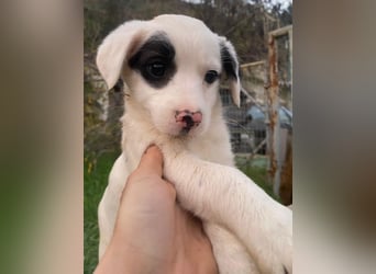 Katjes, geb. ca. 10/2025, lebt in GRIECHENLAND, auf einer privaten Pflegestelle