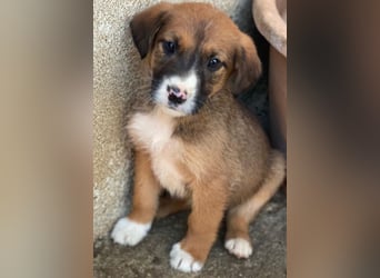 Pinkie, geb. ca. 11/2025, lebt in GRIECHENLAND, im städt. Tierheim Serres