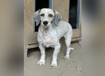 Petunia, geb. ca. 07/2017, lebt in GRIECHENLAND, auf einer privaten Pflegestelle