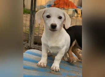 Fusilli, geb. ca. 08/2025, lebt in GRIECHENLAND, auf einer privaten Pflegestelle