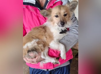 Klara, geb. ca. 04/2024, lebt in GRIECHENLAND, auf einer privaten Pflegestelle