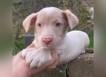 Balisto, geb. ca. 10/2025, lebt in GRIECHENLAND, auf einer privaten Pflegestelle