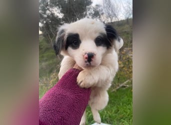 Corny, geb. ca. 10/2025, lebt in GRIECHENLAND, auf einer privaten Pflegestelle