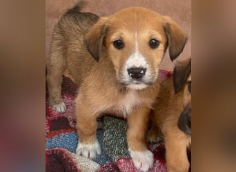 Sanna, geb. ca. 11/2025, lebt in GRIECHENLAND, im städt. Tierheim Serres