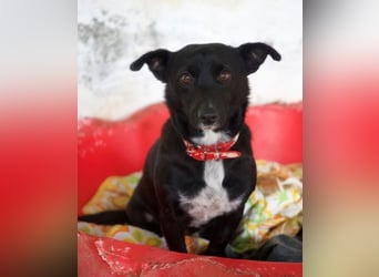  Misty, geb. ca. 11/2023, lebt in GRIECHENLAND, auf einer privaten Pflegestelle