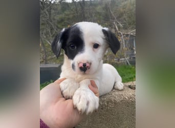 Hanuta, geb. ca. 10/2025, lebt in GRIECHENLAND, auf einer privaten Pflegestelle