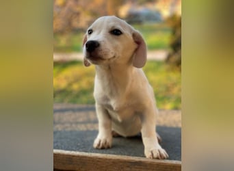 Fusilli, geb. ca. 08/2025, lebt in GRIECHENLAND, auf einer privaten Pflegestelle