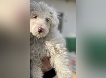 Elli, geb. ca. 08/2025, lebt in GRIECHENLAND, im städt. Tierheim Serres