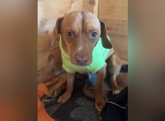 Ed, geb. 03.09.2022, lebt in GRIECHENLAND, auf einer privaten Pflegestelle