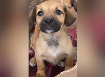 Monica, geb. ca. 11/2025, lebt in GRIECHENLAND, im städt. Tierheim Serres