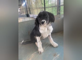 Ada, 09/2025, lebt in GRIECHENLAND, auf einer privaten Pflegestelle