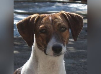 Tanu, geb. ca. 11/2024, lebt in GRIECHENLAND, auf einer privaten Pflegestelle