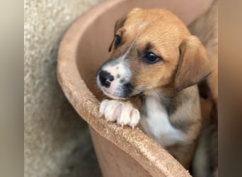 Kelana, geb. ca. 11/2025, lebt in GRIECHENLAND, im städt. Tierheim Serres