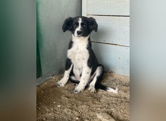 Tux, geb. ca.09/2025, lebt in GRIECHENLAND, auf einer privaten Pflegestelle