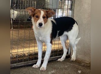 Freydis, geb. ca. 07/2025, lebt in GRIECHENLAND, im städt. Tierheim Serres