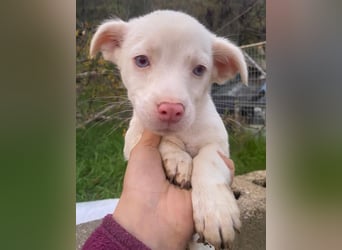 Toffifee, geb. ca. 10/2025, lebt in GRIECHENLAND, auf einer privaten Pflegestelle