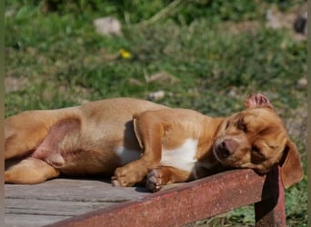 Ed, geb. 03.09.2022, lebt in GRIECHENLAND, auf einer privaten Pflegestelle