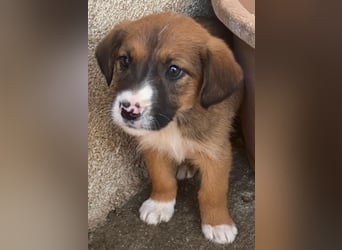 Pinkie, geb. ca. 11/2025, lebt in GRIECHENLAND, im städt. Tierheim Serres