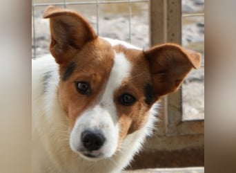 Freydis, geb. ca. 07/2025, lebt in GRIECHENLAND, im städt. Tierheim Serres