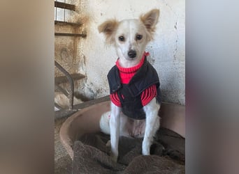 Isara, geb. ca. 07/2024, lebt in GRIECHENLAND, auf einer privaten Pflegestelle