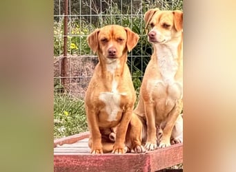 Ed, geb. 03.09.2022, lebt in GRIECHENLAND, auf einer privaten Pflegestelle