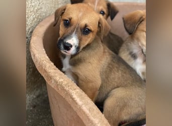 Kelana, geb. ca. 11/2025, lebt in GRIECHENLAND, im städt. Tierheim Serres