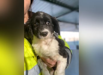 Ada, 09/2025, lebt in GRIECHENLAND, auf einer privaten Pflegestelle