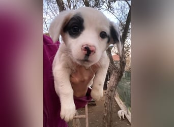 Katjes, geb. ca. 10/2025, lebt in GRIECHENLAND, auf einer privaten Pflegestelle