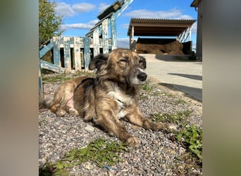 Herbie, geb. ca. 08/2022, lebt auf einer Pflegestelle in 78048 Villingen-Schwenningen