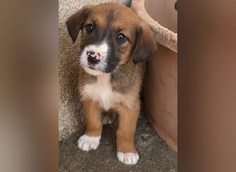 Pinkie, geb. ca. 11/2025, lebt in GRIECHENLAND, im städt. Tierheim Serres