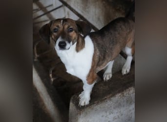 Tanu, geb. ca. 11/2024, lebt in GRIECHENLAND, auf einer privaten Pflegestelle