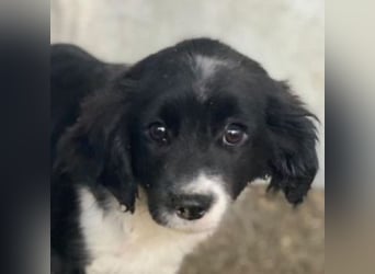 Ada, 09/2025, lebt in GRIECHENLAND, auf einer privaten Pflegestelle