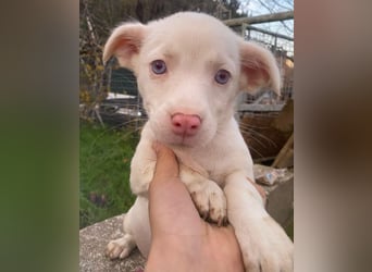 Toffifee, geb. ca. 10/2025, lebt in GRIECHENLAND, auf einer privaten Pflegestelle