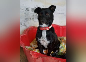  Misty, geb. ca. 11/2023, lebt in GRIECHENLAND, auf einer privaten Pflegestelle