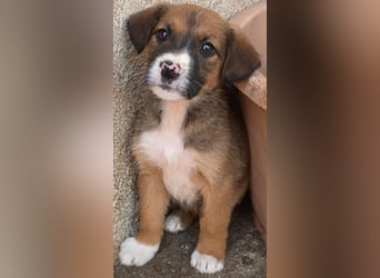 Pinkie, geb. ca. 11/2025, lebt in GRIECHENLAND, im städt. Tierheim Serres