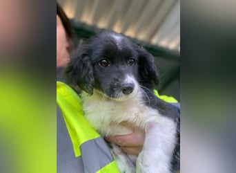 Ada, 09/2025, lebt in GRIECHENLAND, auf einer privaten Pflegestelle