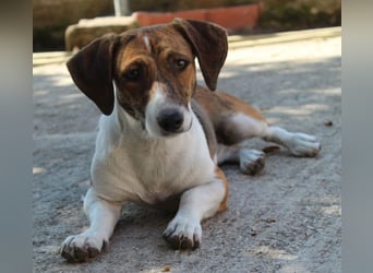 Tanu, geb. ca. 11/2024, lebt in GRIECHENLAND, auf einer privaten Pflegestelle