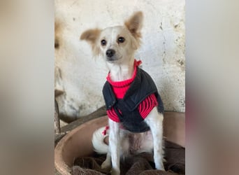 Isara, geb. ca. 07/2024, lebt in GRIECHENLAND, auf einer privaten Pflegestelle