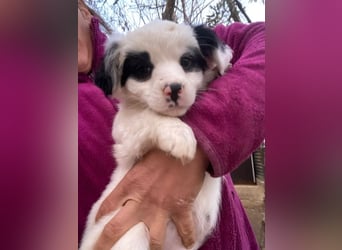 Corny, geb. ca. 10/2025, lebt in GRIECHENLAND, auf einer privaten Pflegestelle