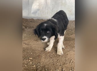 Ada, 09/2025, lebt in GRIECHENLAND, auf einer privaten Pflegestelle