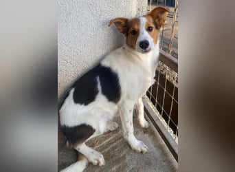 Freydis, geb. ca. 07/2025, lebt in GRIECHENLAND, im städt. Tierheim Serres