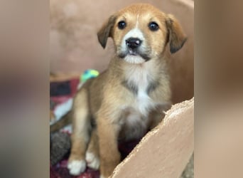 Sanna, geb. ca. 11/2025, lebt in GRIECHENLAND, im städt. Tierheim Serres